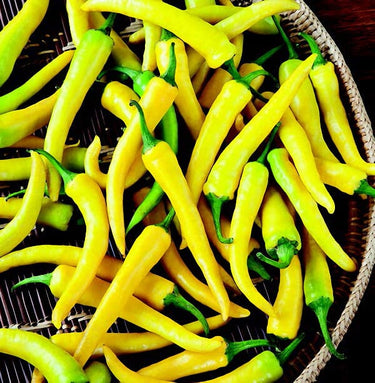 Golden Cayenne
